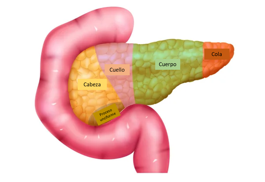 Figura1. Anatomía del páncreas
